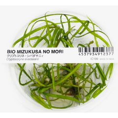 ADA Cryptocoryne Sivadasinii - Tissue Cultured Aquarium Plant-Aquatic Plants-ADA-Iwagumi