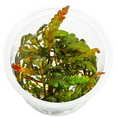 ADA Hygrophila Pinnatifida UK- Tissue Cultured Aquarium Plant-Aquatic Plants-ADA-Iwagumi