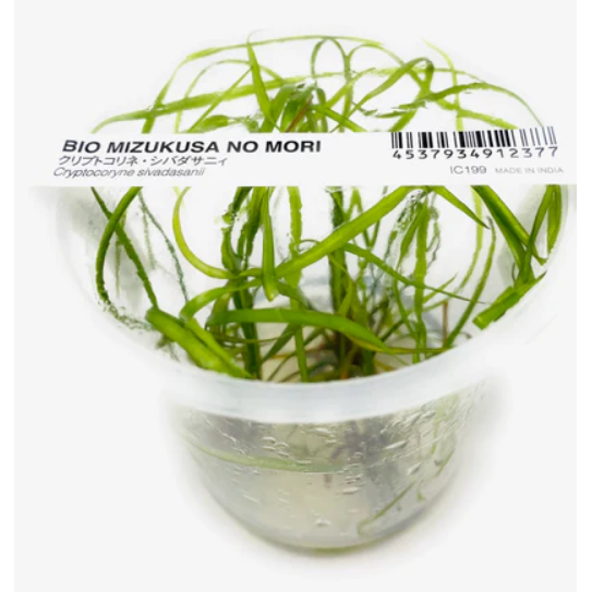 ADA Cryptocoryne Sivadasinii - Tissue Cultured Aquarium Plant-Aquatic Plants-ADA-Iwagumi