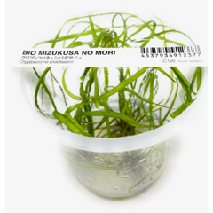 ADA Cryptocoryne Sivadasinii - Tissue Cultured Aquarium Plant-Aquatic Plants-ADA-Iwagumi