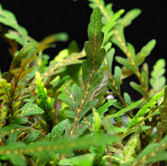 ADA Hygrophila Pinnatifida UK- Tissue Cultured Aquarium Plant-Aquatic Plants-ADA-Iwagumi